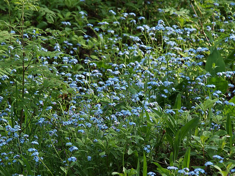 Image of Myosotis alpestris specimen.