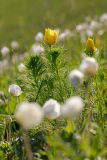 Adonis vernalis. Верхушка цветущего растения в сообществе с Anemone sylvestris L. Татарстан, Нижнекамский р-н, окр. дер. Благодатная, лесостепной участок с чередованием степи и перелесков с преобладанием дуба, открытый участок. 14 мая 2016 г.