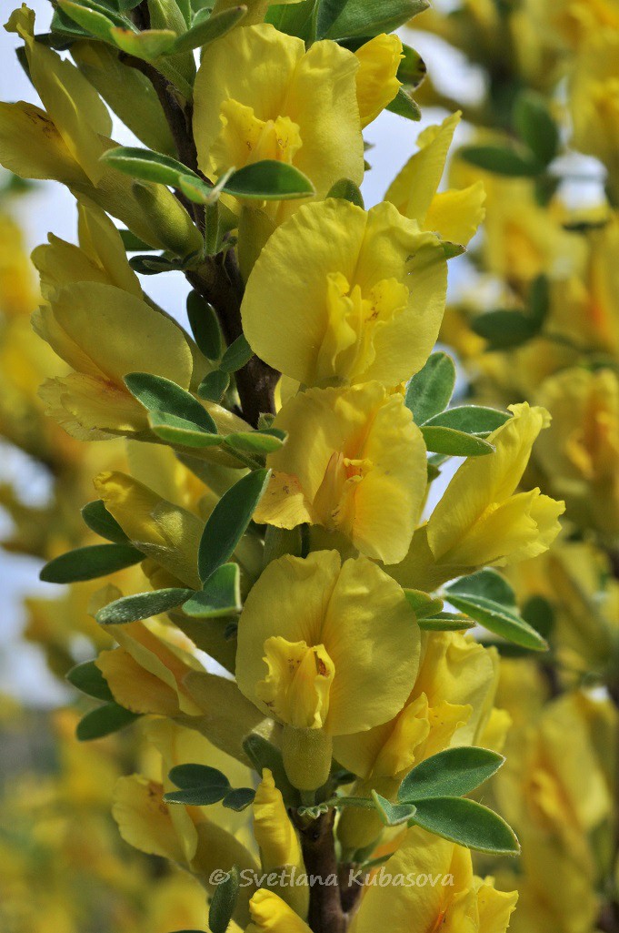 Image of Chamaecytisus ruthenicus specimen.