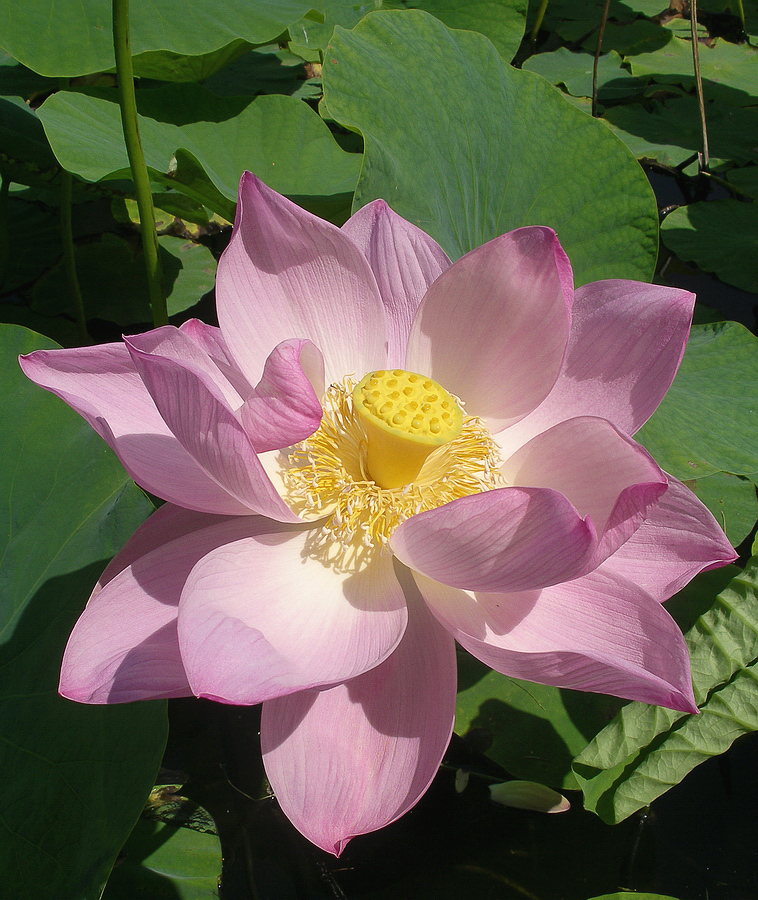 Image of Nelumbo komarovii specimen.
