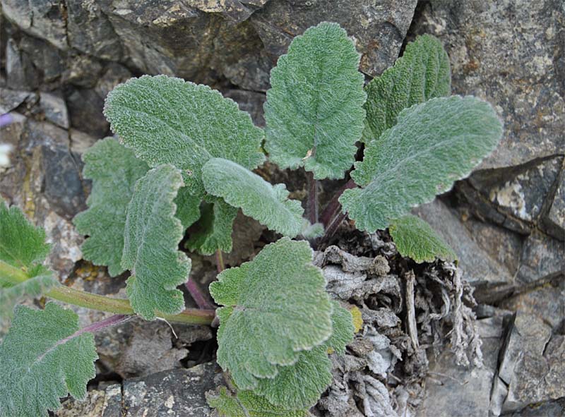 Image of Salvia verbascifolia specimen.