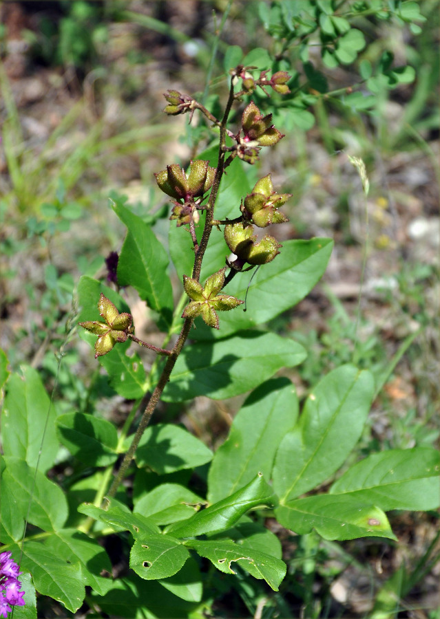 Изображение особи Dictamnus gymnostylis.