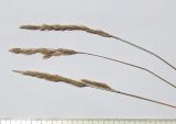 Festuca valesiaca