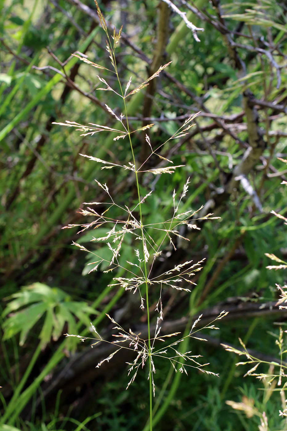 Изображение особи Agrostis stolonifera.