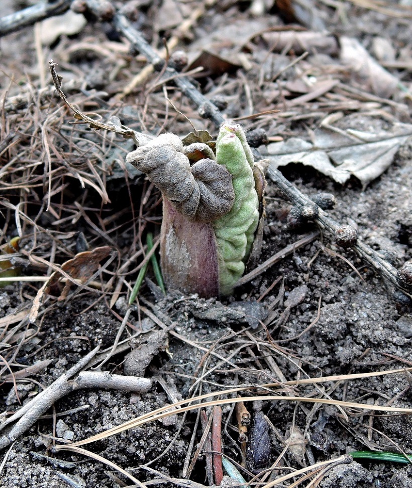 Image of Petasites amplus specimen.