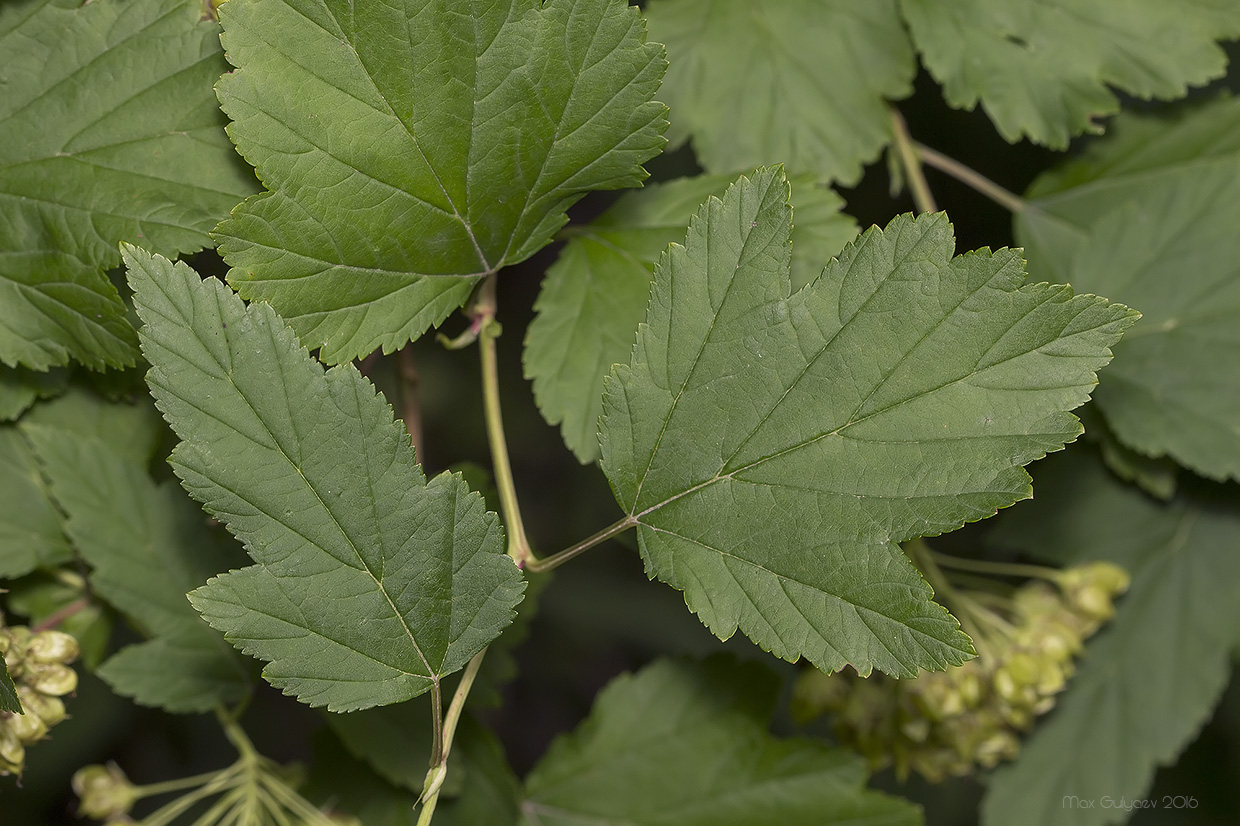 Изображение особи Physocarpus opulifolius.