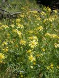 Senecio erucifolius