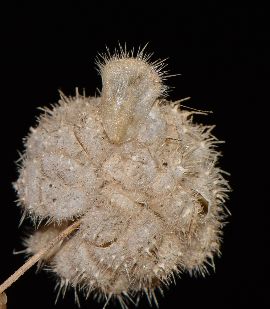 Image of Urtica pilulifera specimen.