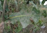 Lactuca serriola