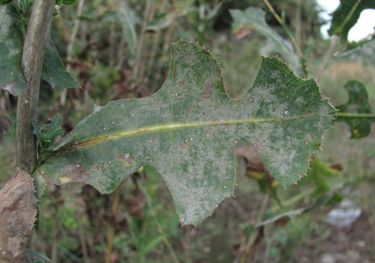 Изображение особи Lactuca serriola.