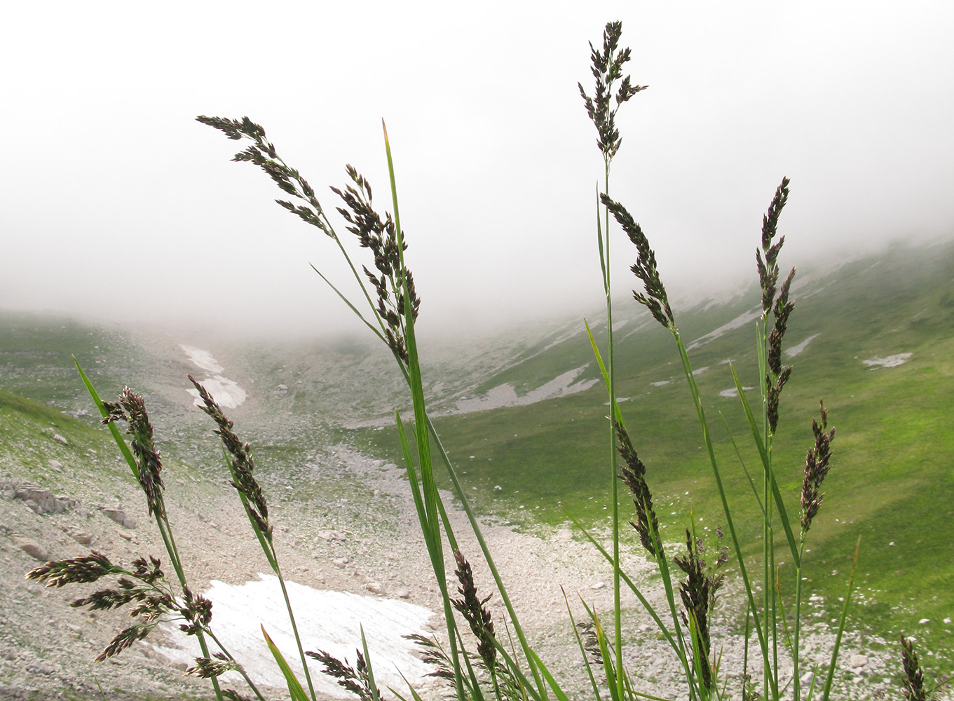 Image of Deschampsia cespitosa specimen.