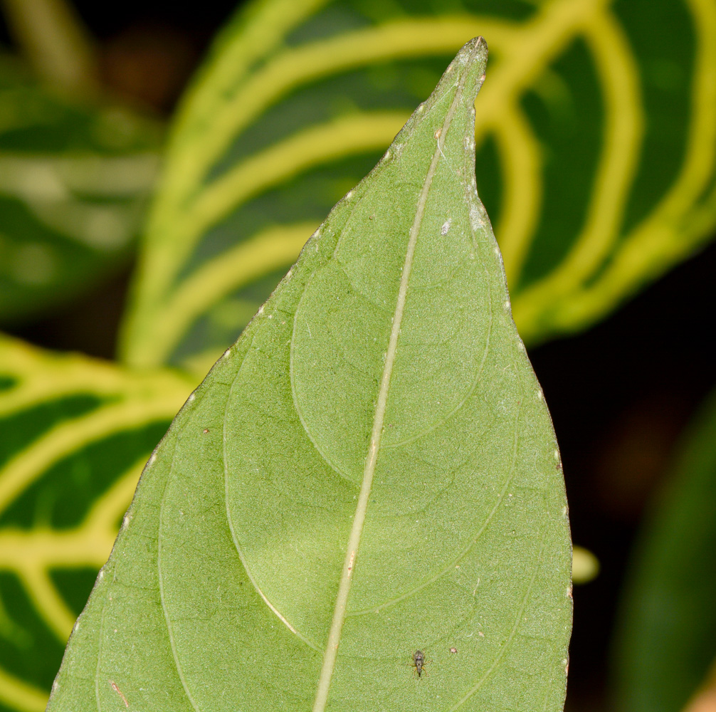 Изображение особи Sanchezia speciosa.