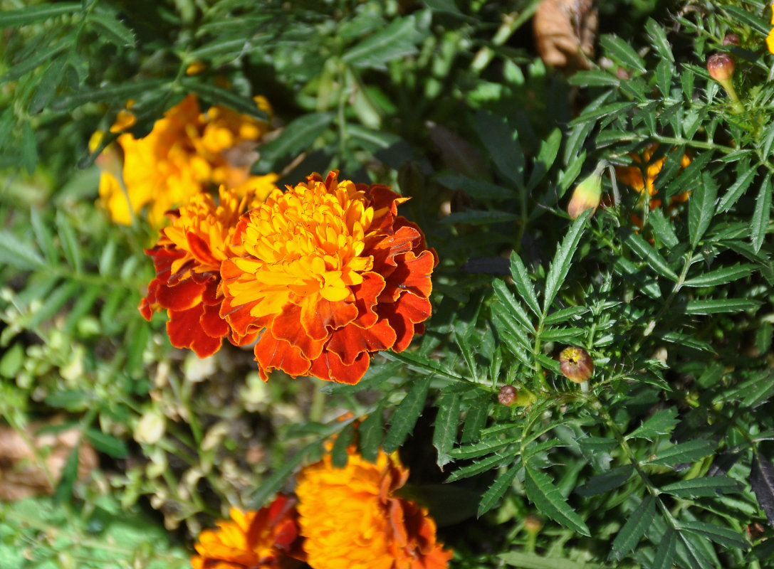 Image of Tagetes patula specimen.