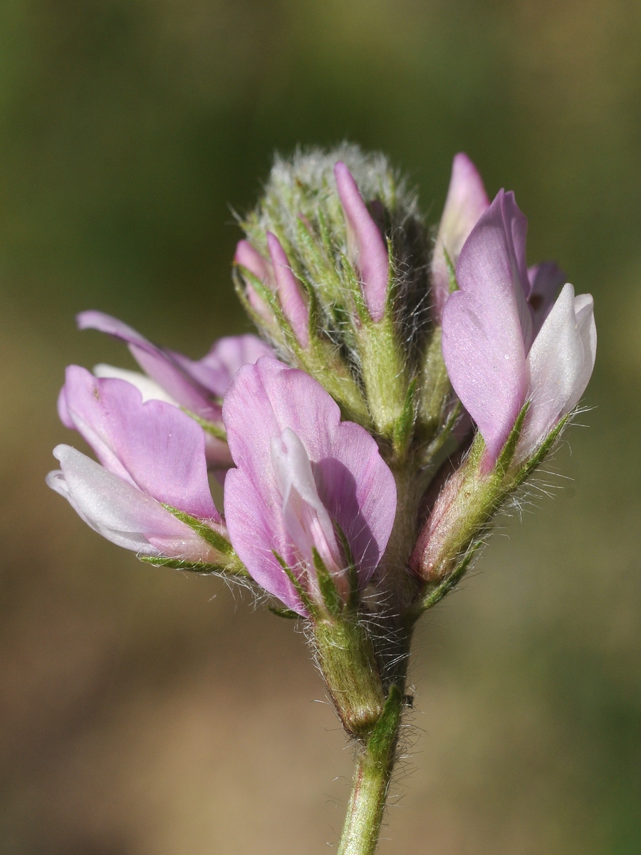 Изображение особи Oxytropis pilosissima.