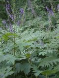 Aconitum septentrionale