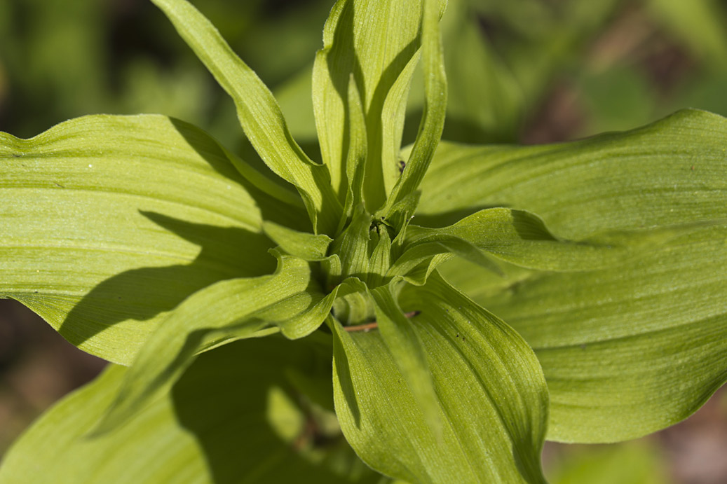 Изображение особи Epipactis helleborine.