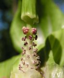 Arisaema amurense. Часть соцветия с удаленным покрывалом. Приморский край, Спасский р-н, окр. с. Хвалынка, дубняк с лещиной разнолистной. 22.05.2015.