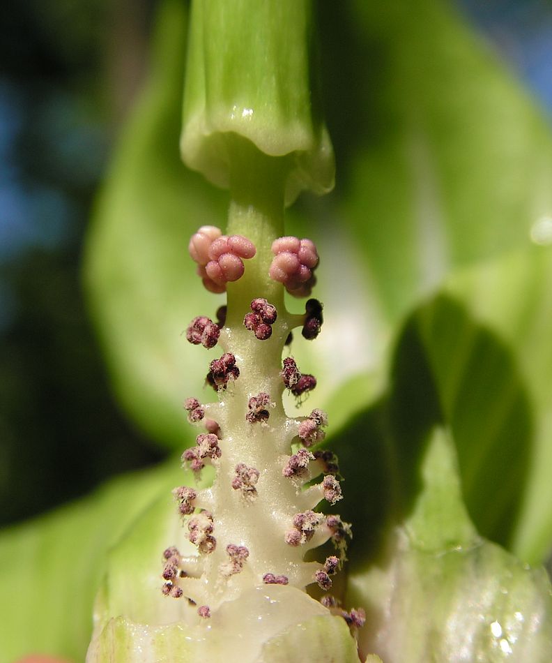 Изображение особи Arisaema amurense.