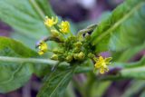 genus Rorippa. Цветки. Владивосток, Ботанический сад. 12.09.2016.