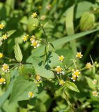 Galinsoga parviflora. Верхушка побега с соцветиями-корзинками. Амурская обл., Бурейский р-н, правый берег р. Бурея, окр. с. Малиновка, около грунтовой дороги. 17.07.2016.