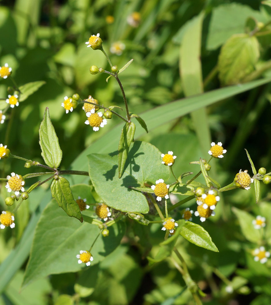 Изображение особи Galinsoga parviflora.