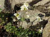 Draba ussuriensis. Цветущие растения. Магаданская обл., окр. Магадана, бухта Нагаева, на скале. 15.06.2013.