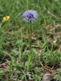 Globularia bisnagarica. Цветущее растение. ФРГ, земля Северный Рейн-Вестфалия, р-н Ойскирхен, окр. г. Бад-Мюнстерайфель, мелкоземистый участок с разреженной растительностью на луговом склоне. 30 мая 2010 г.