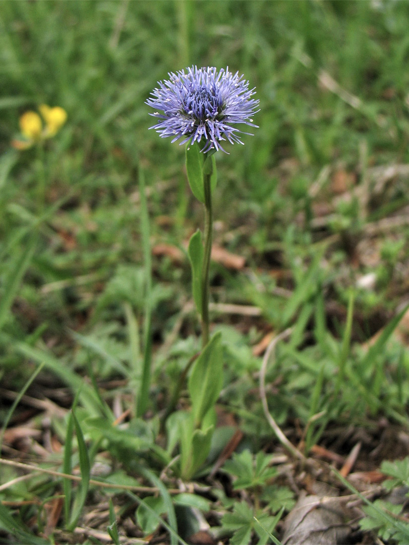 Изображение особи Globularia bisnagarica.