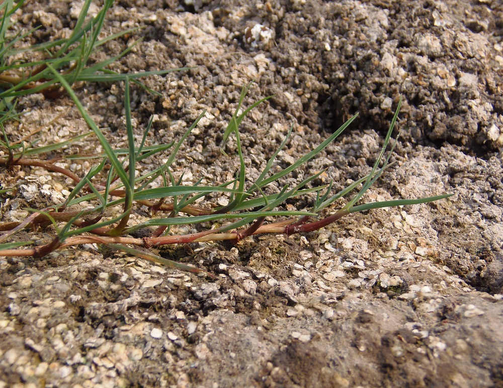 Изображение особи семейство Poaceae.