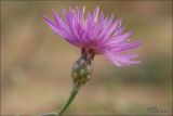 Centaurea odessana