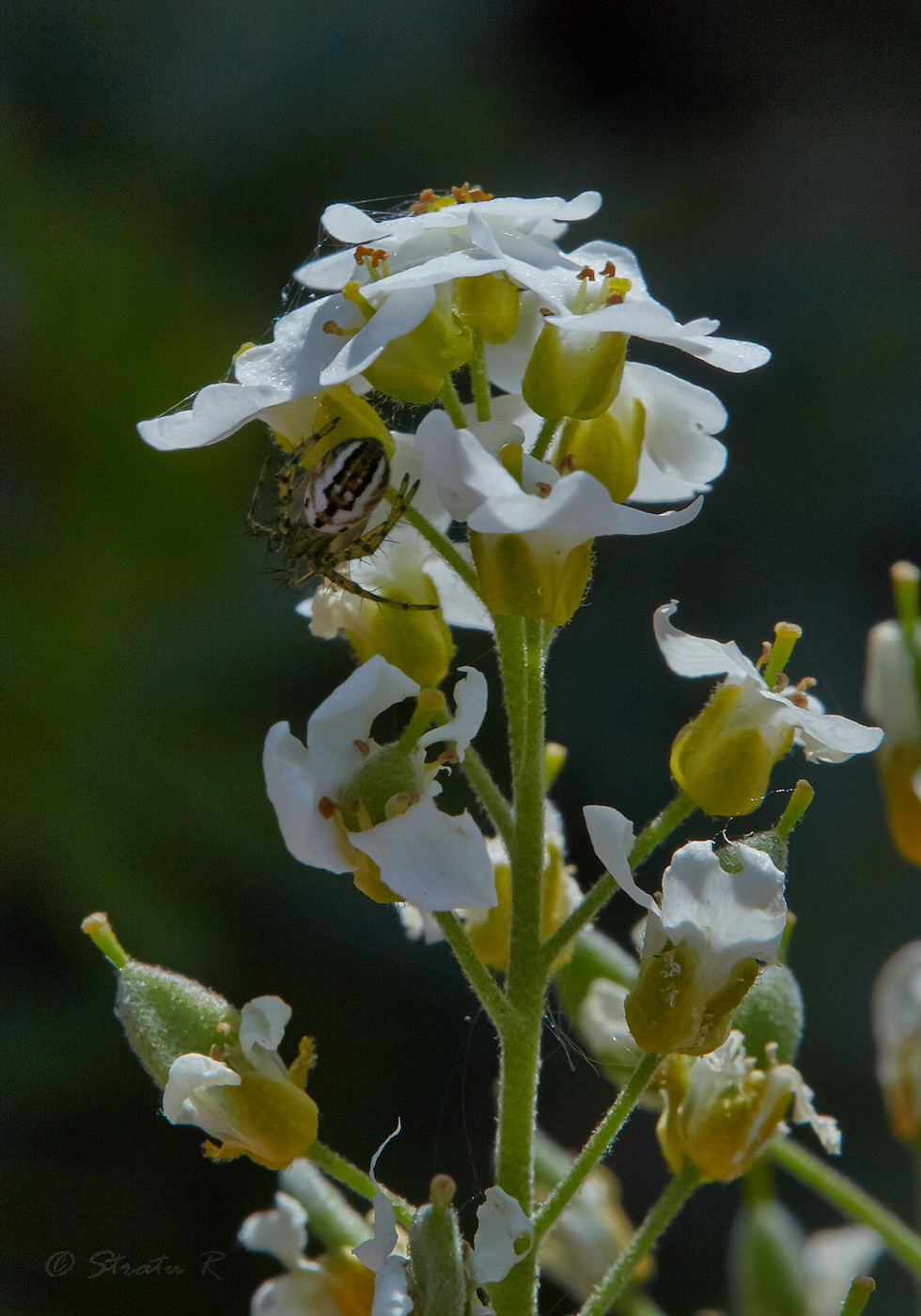 Изображение особи Schivereckia podolica.