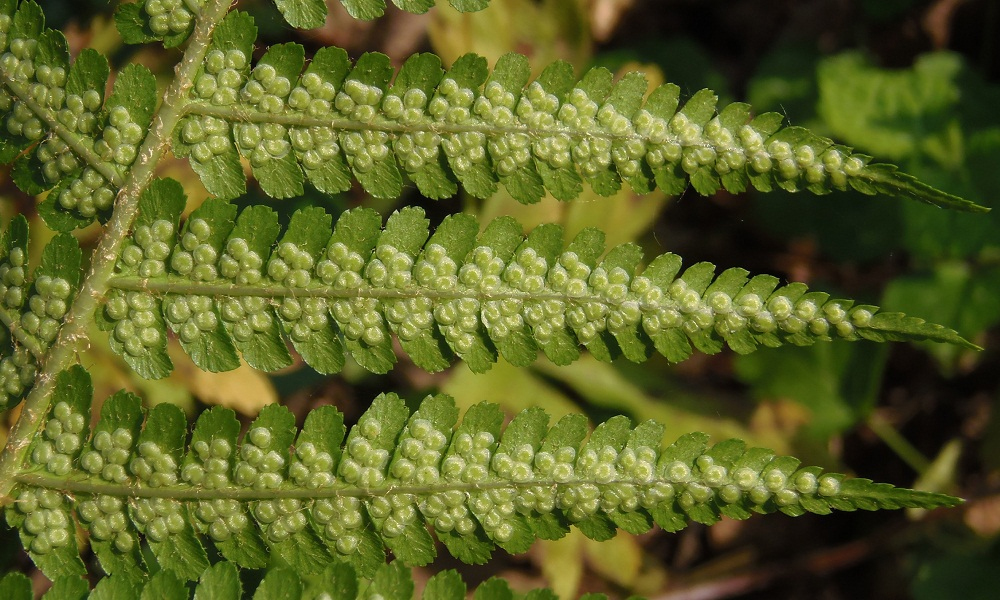 Image of Dryopteris filix-mas specimen.