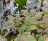 Aruncus dioicus. Листья. Камчатский край, Елизовский р-н, горный массив Вачкажец, около озера. 18.08.2016.