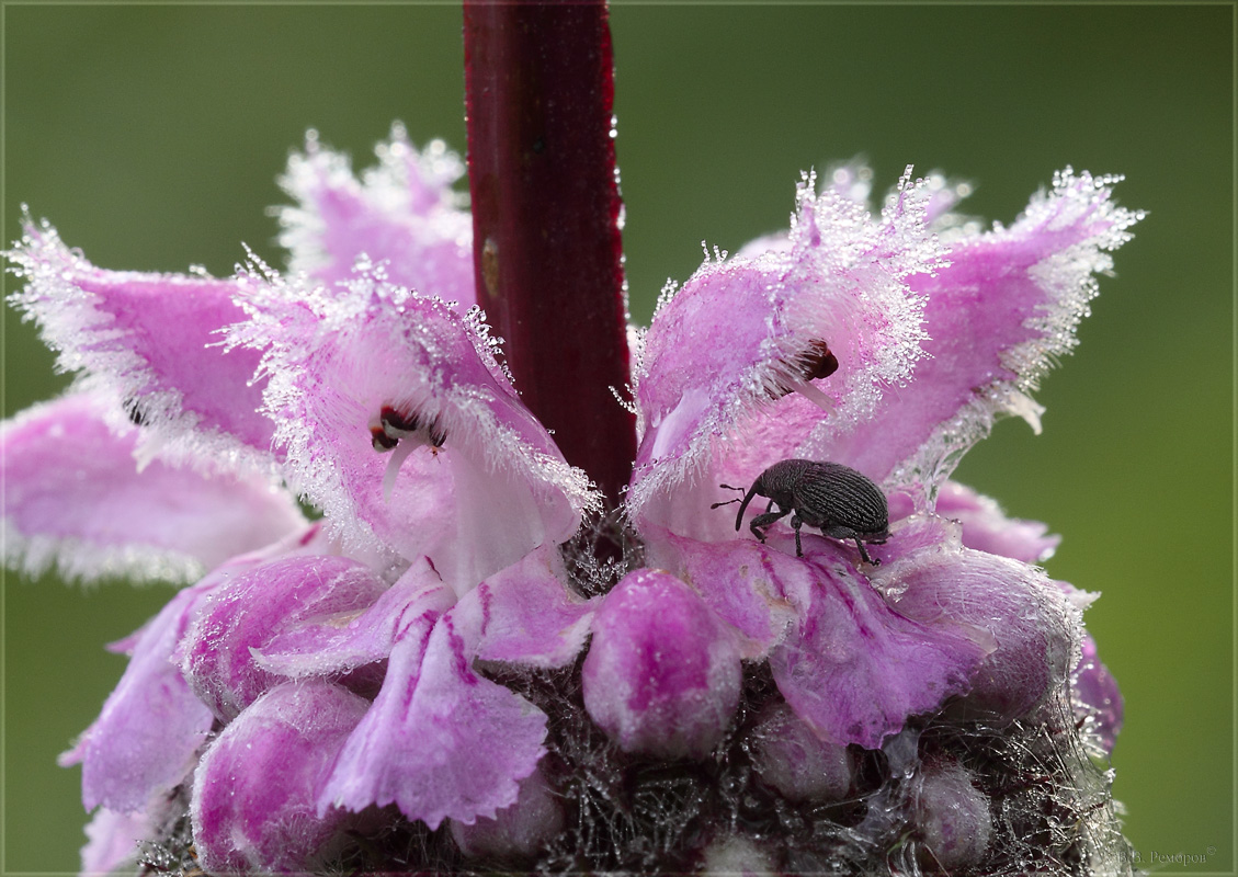 Image of Phlomoides tuberosa specimen.