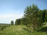 Pinus sylvestris. Молодое растение. Пензенская обл., Лунинский р-н, окр. с. Белый Ключ, холм Чердак, луговая степь у опушки сосново-широколиственного леса. 19 июня 2015 г.