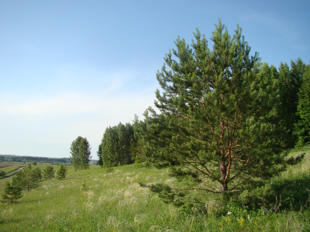 Изображение особи Pinus sylvestris.