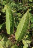 Saussurea sachalinensis