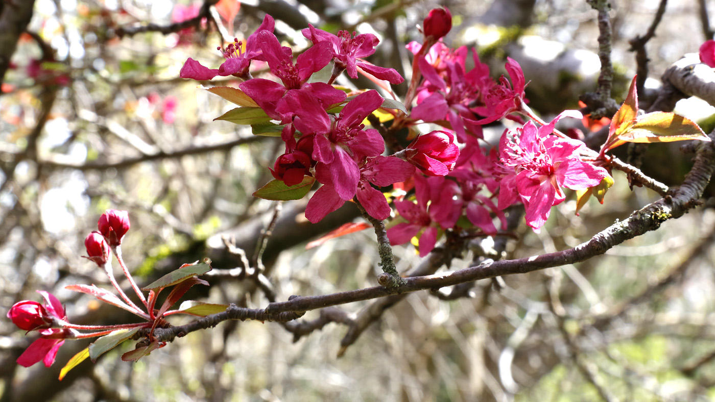 Image of genus Malus specimen.