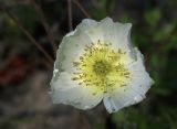 Papaver amurense