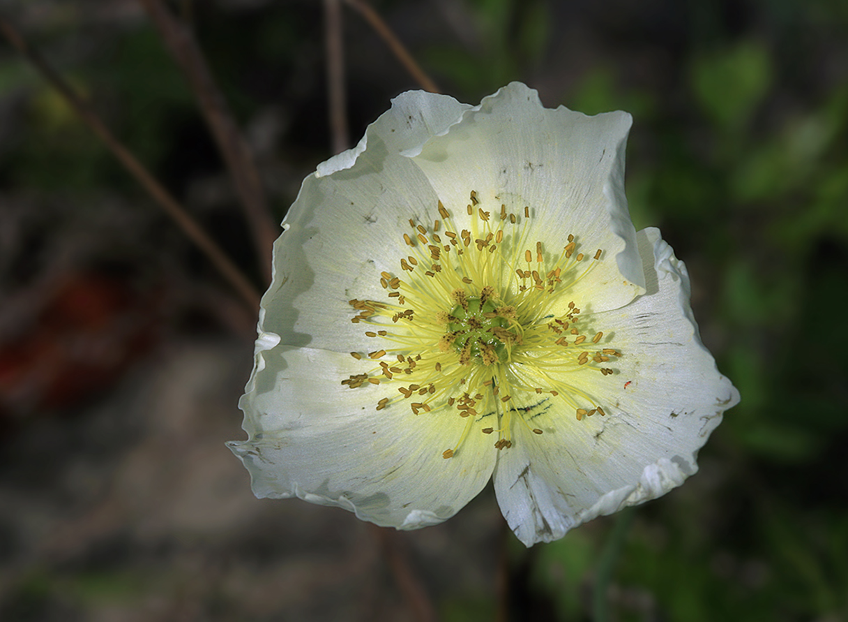 Image of Papaver amurense specimen.