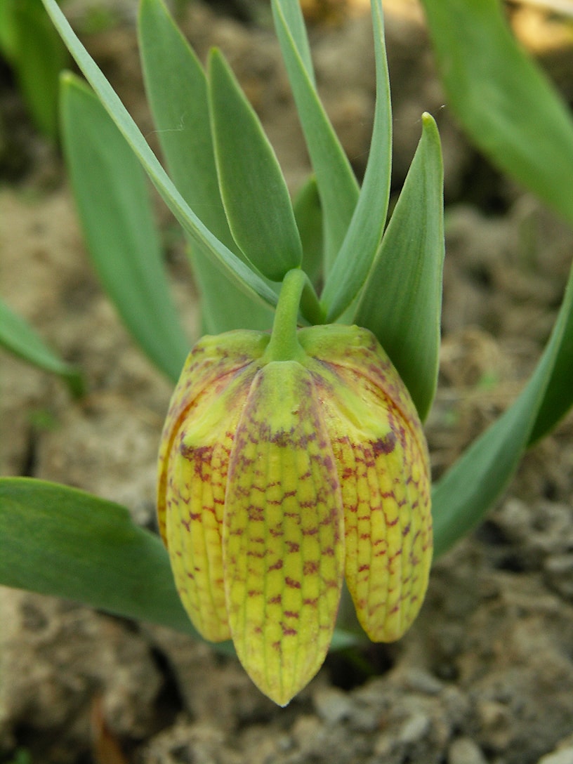 Image of Fritillaria ophioglossifolia specimen.