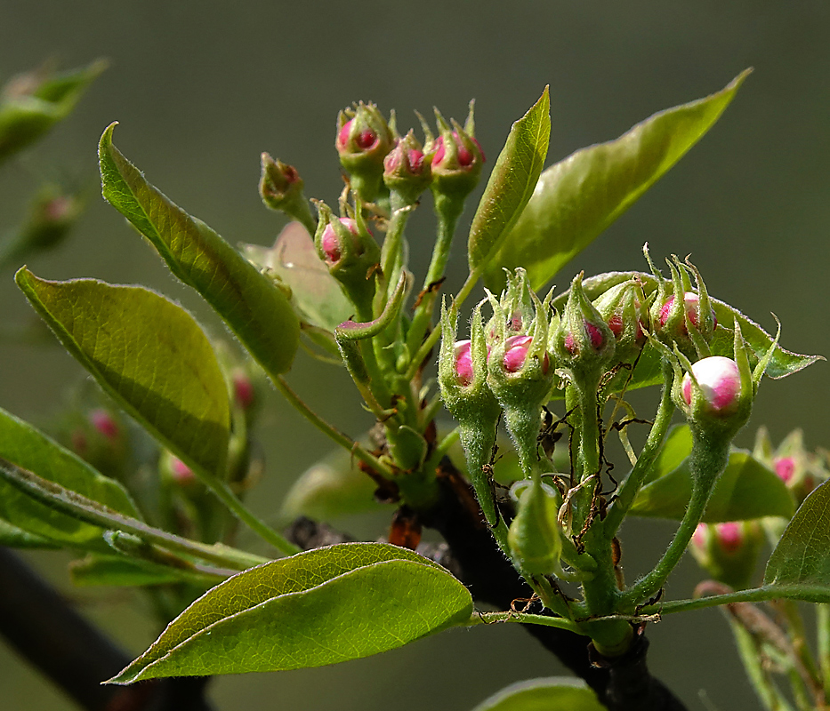Изображение особи Pyrus communis.