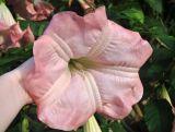 Brugmansia versicolor