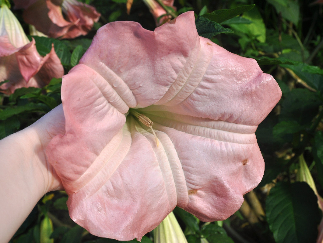 Image of Brugmansia versicolor specimen.