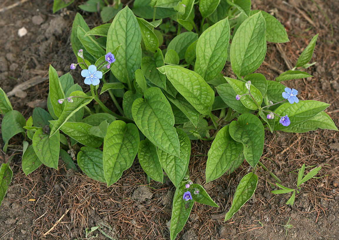 Изображение особи Omphalodes verna.