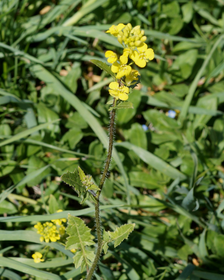 Image of Sisymbrium loeselii specimen.