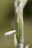 Elytrigia nodosa