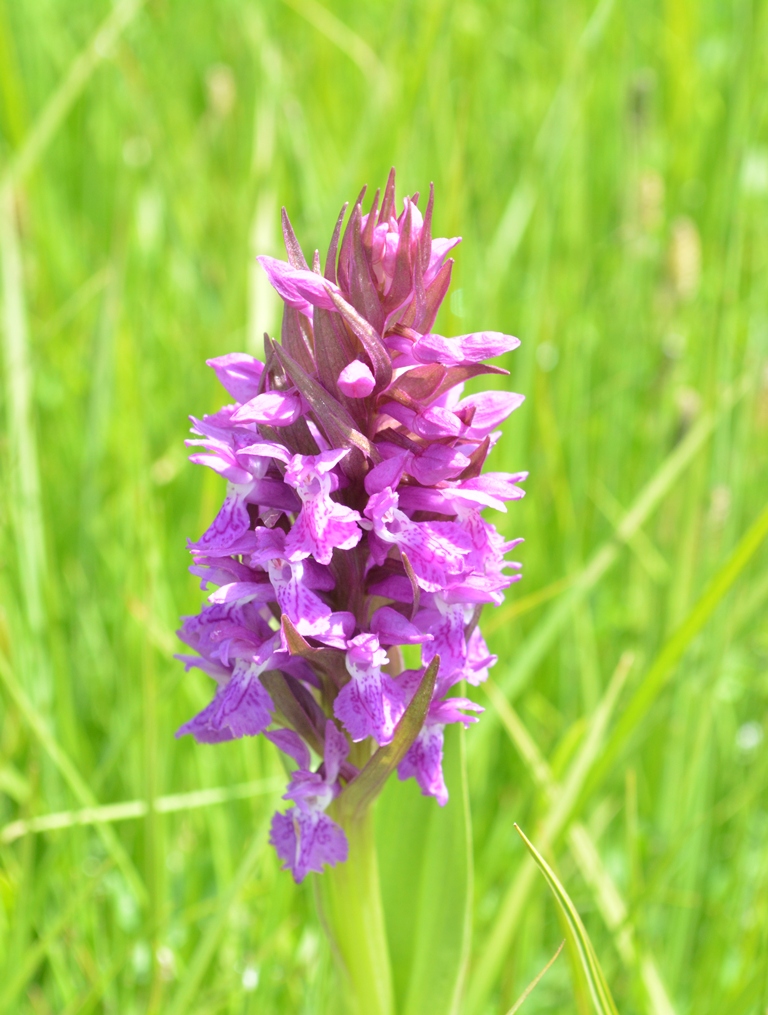 Image of Dactylorhiza umbrosa specimen.