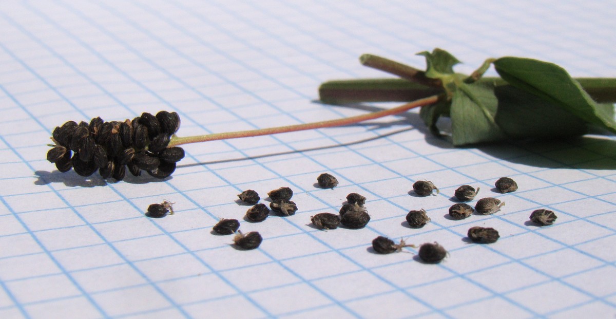 Image of Medicago lupulina specimen.