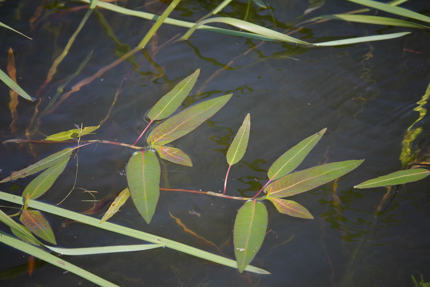 Image of Persicaria amphibia specimen.